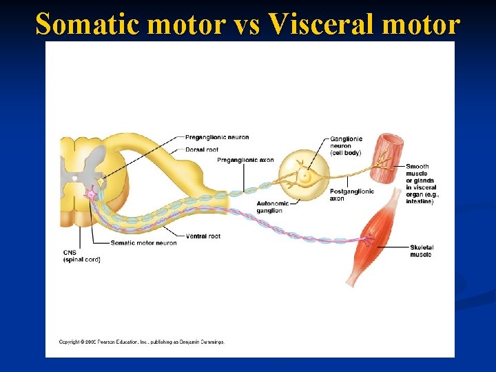 Somatic motor vs Visceral motor 