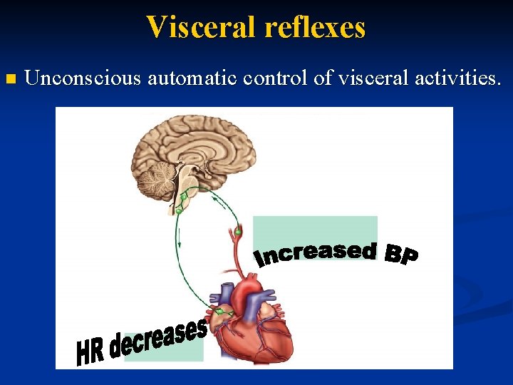 Visceral reflexes n Unconscious automatic control of visceral activities. 