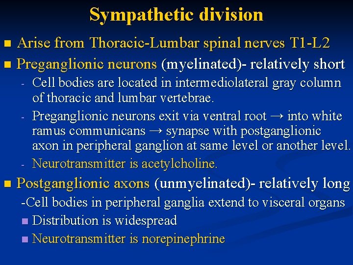 Sympathetic division Arise from Thoracic-Lumbar spinal nerves T 1 -L 2 n Preganglionic neurons