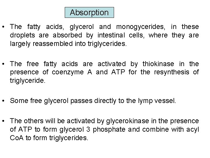 Absorption • The fatty acids, glycerol and monogycerides, in these droplets are absorbed by