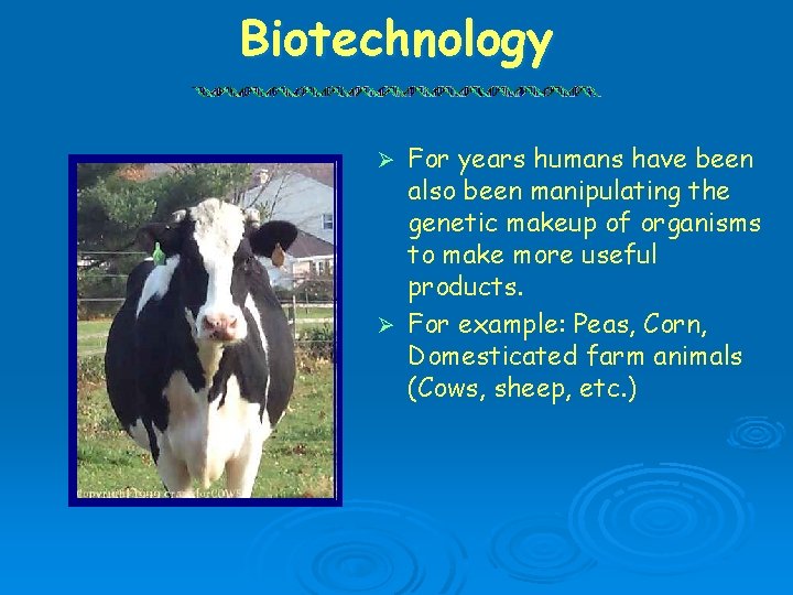 Biotechnology For years humans have been also been manipulating the genetic makeup of organisms