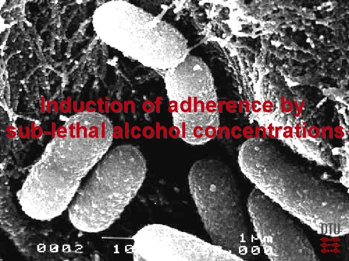 Induction of adherence by sub-lethal alcohol concentrations 