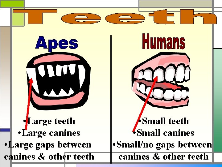  • Large teeth • Large canines • Large gaps between canines & other