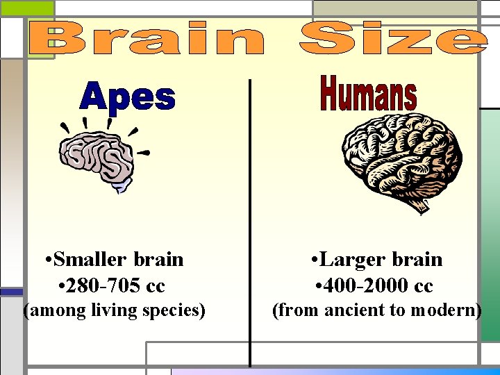  • Smaller brain • 280 -705 cc • Larger brain • 400 -2000