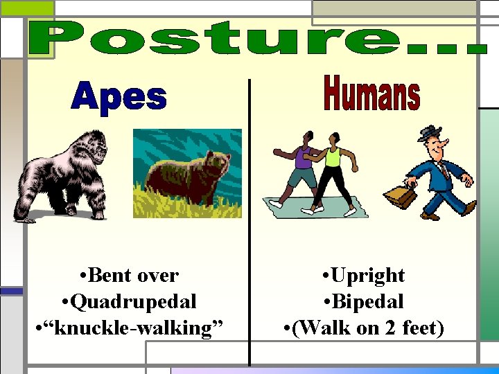  • Bent over • Quadrupedal • “knuckle-walking” • Upright • Bipedal • (Walk