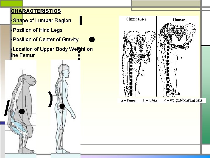 CHARACTERISTICS • Shape of Lumbar Region • Position of Hind Legs • Position of