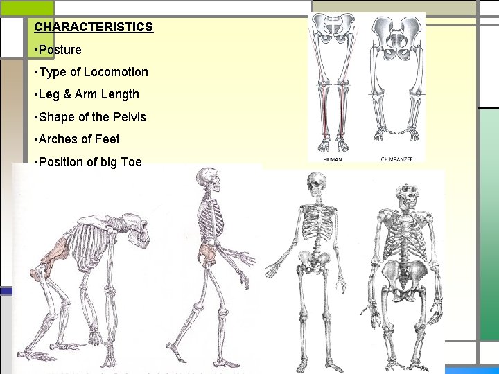 CHARACTERISTICS • Posture • Type of Locomotion • Leg & Arm Length • Shape