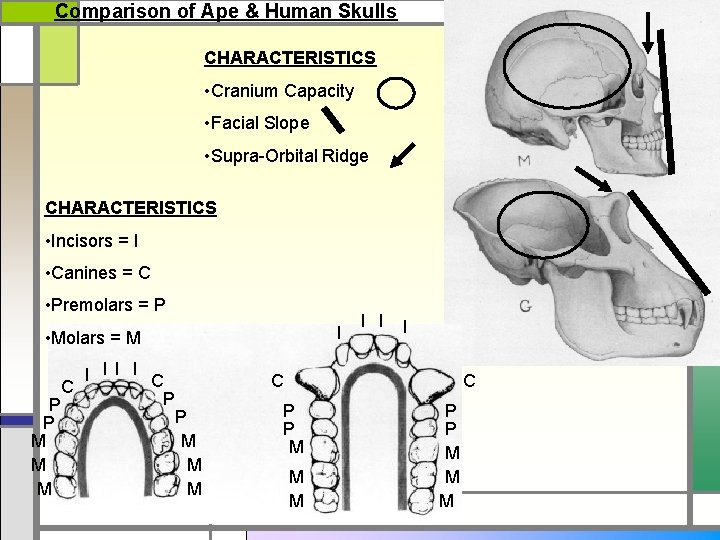 Comparison of Ape & Human Skulls CHARACTERISTICS • Cranium Capacity • Facial Slope •