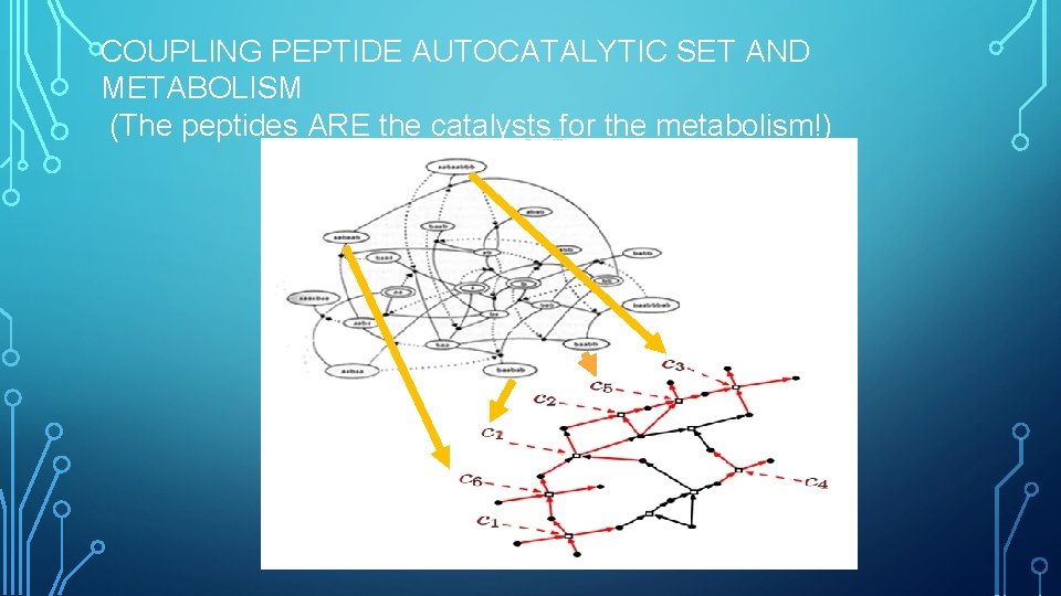 COUPLING PEPTIDE AUTOCATALYTIC SET AND METABOLISM (The peptides ARE the catalysts for the metabolism!)