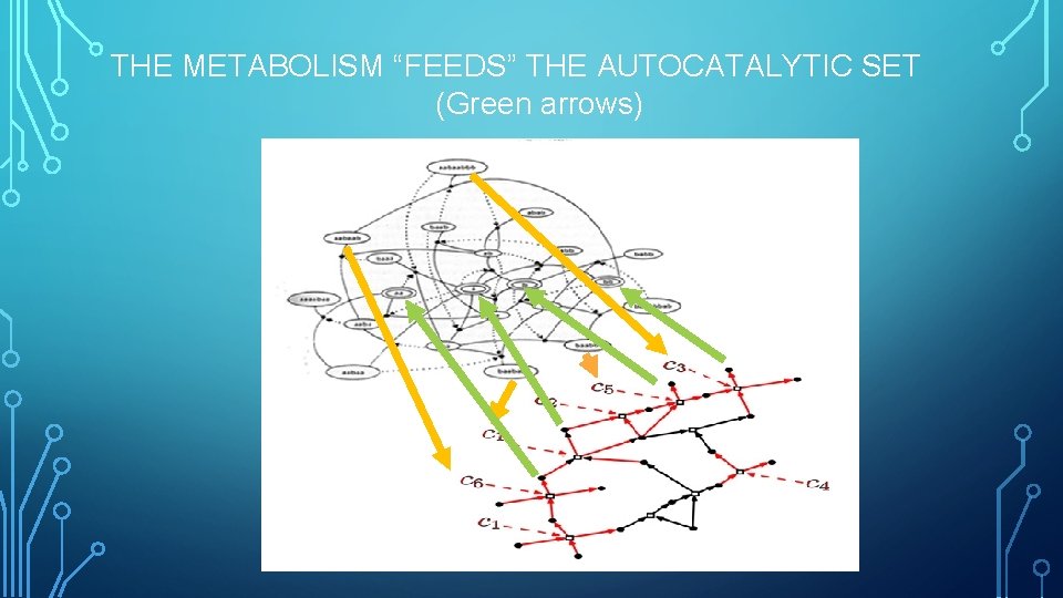 THE METABOLISM “FEEDS” THE AUTOCATALYTIC SET (Green arrows) 