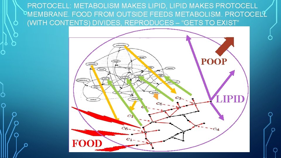 PROTOCELL: METABOLISM MAKES LIPID, LIPID MAKES PROTOCELL MEMBRANE. FOOD FROM OUTSIDE FEEDS METABOLISM. PROTOCELL