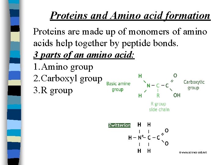 Proteins and Amino acid formation Proteins are made up of monomers of amino acids