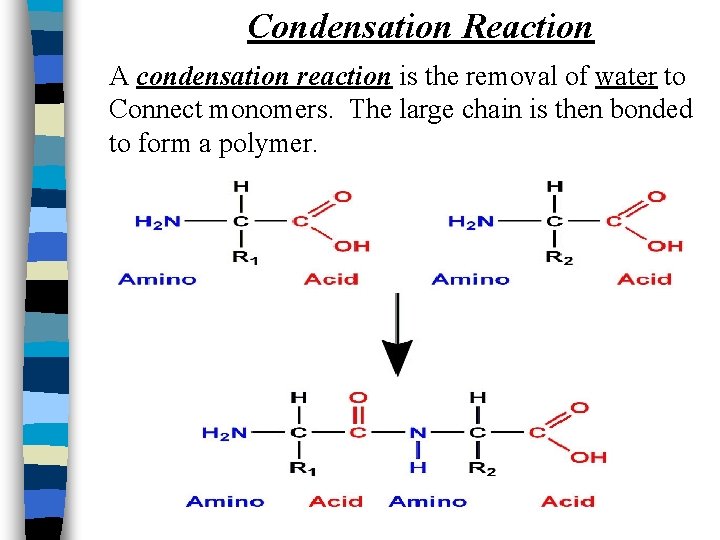 Condensation Reaction A condensation reaction is the removal of water to Connect monomers. The