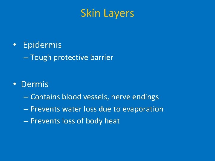Skin Layers • Epidermis – Tough protective barrier • Dermis – Contains blood vessels,