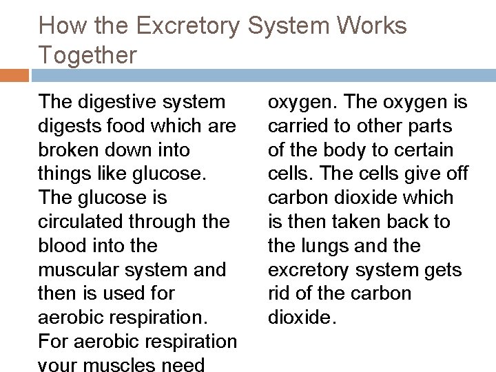 How the Excretory System Works Together The digestive system digests food which are broken