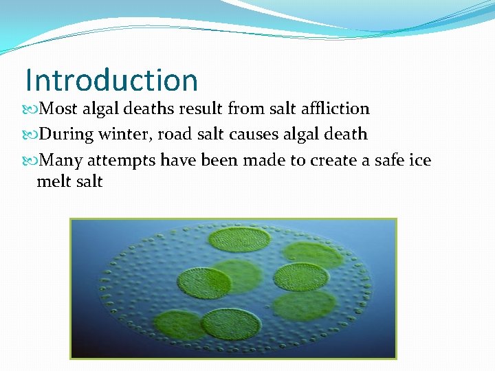 Introduction Most algal deaths result from salt affliction During winter, road salt causes algal