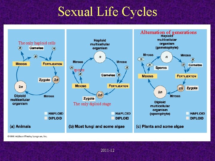 Sexual Life Cycles Alternation of generations The only haploid cells spores The only diploid