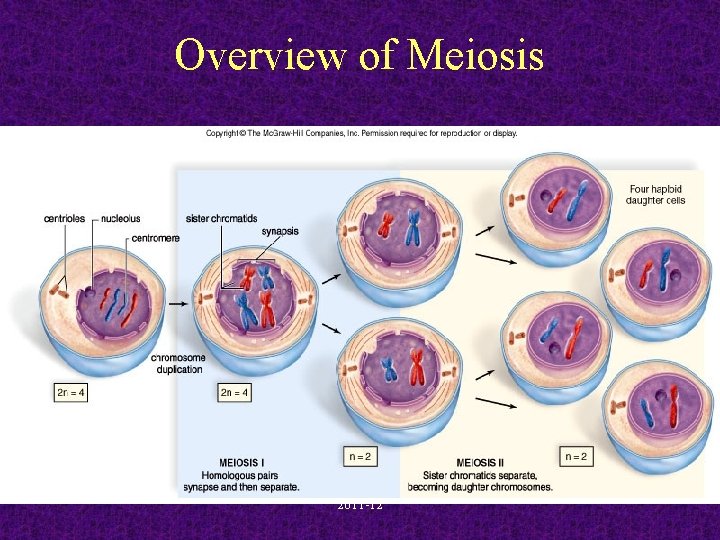 Overview of Meiosis 2011 -12 