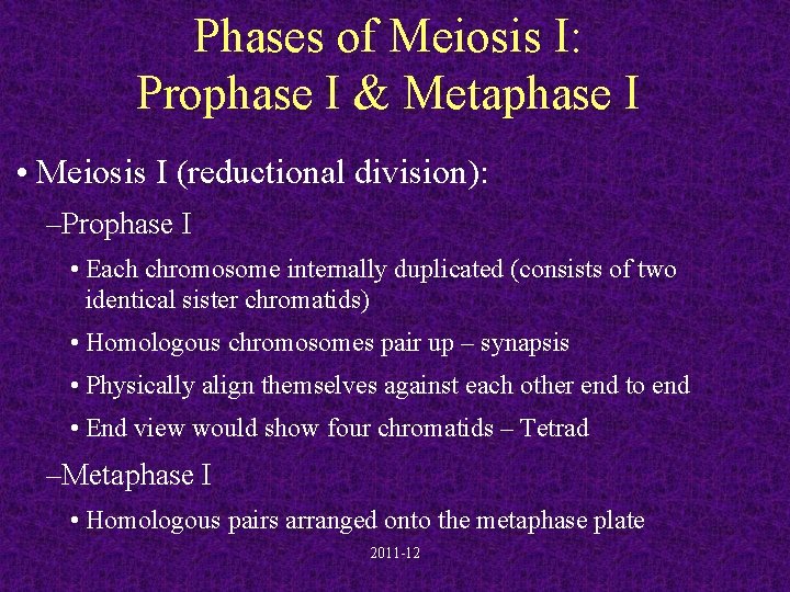 Phases of Meiosis I: Prophase I & Metaphase I • Meiosis I (reductional division):