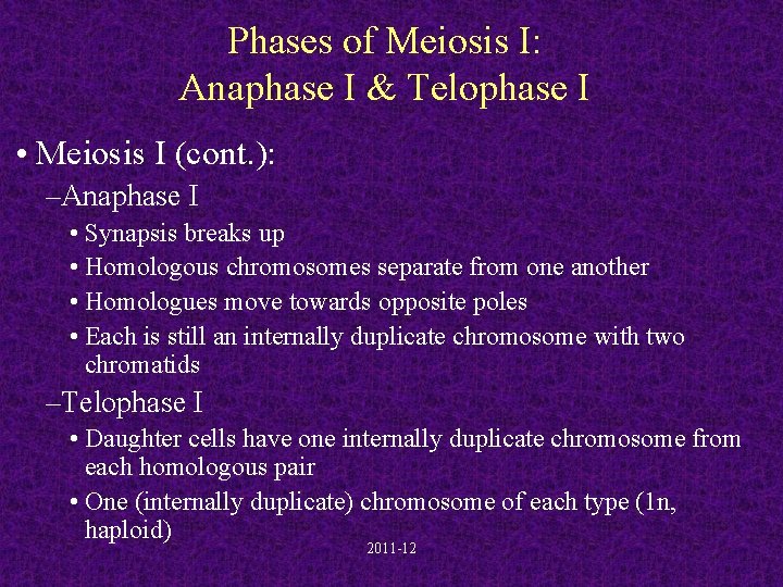 Phases of Meiosis I: Anaphase I & Telophase I • Meiosis I (cont. ):