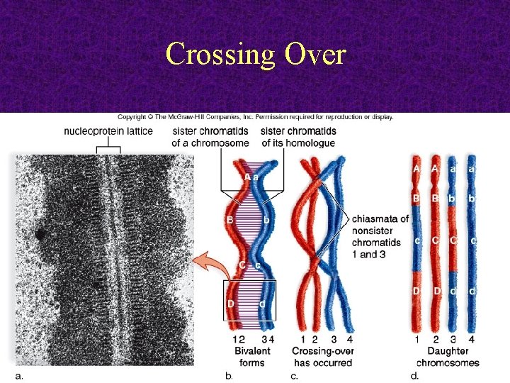 Crossing Over 2011 -12 