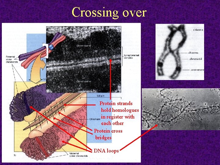 Crossing over Protein strands hold homologues in register with each other Protein cross bridges