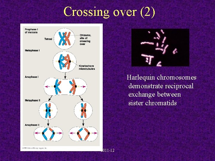 Crossing over (2) Harlequin chromosomes demonstrate reciprocal exchange between sister chromatids 2011 -12 