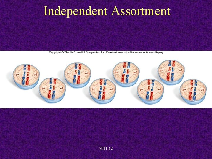 Independent Assortment 2011 -12 