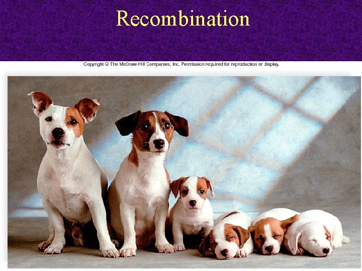 Recombination 2011 -12 