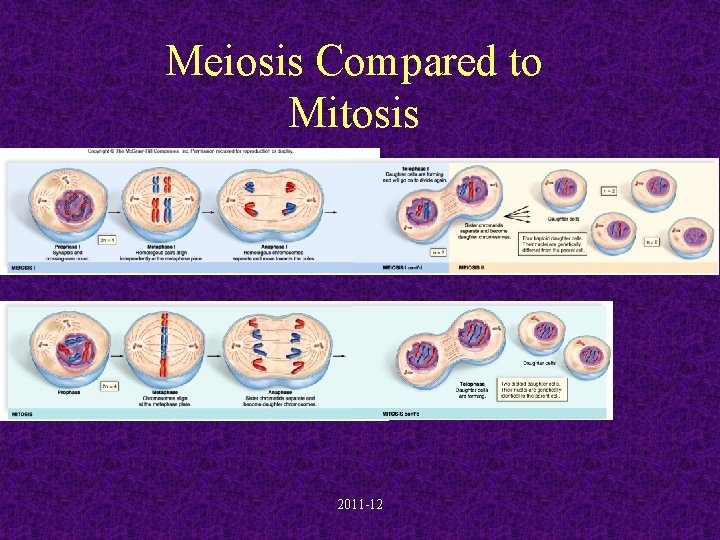 Meiosis Compared to Mitosis 2011 -12 