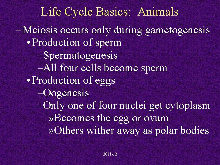 Life Cycle Basics: Animals – Meiosis occurs only during gametogenesis • Production of sperm