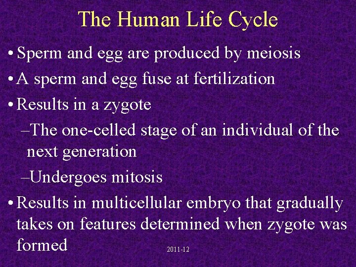 The Human Life Cycle • Sperm and egg are produced by meiosis • A