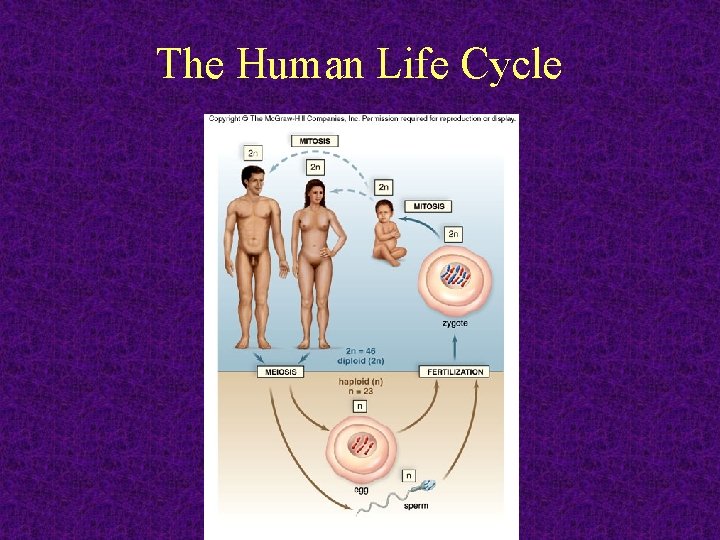 The Human Life Cycle 2011 -12 