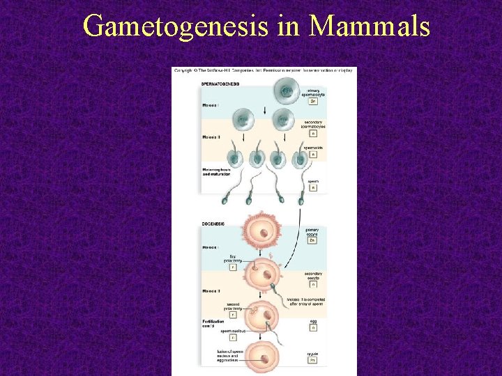 Gametogenesis in Mammals 2011 -12 