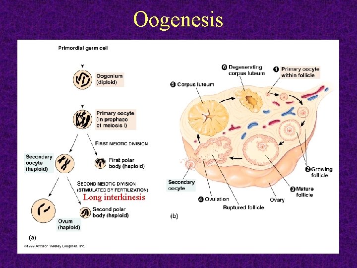 Oogenesis Long interkinesis 2011 -12 