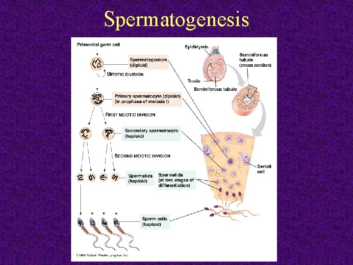 Spermatogenesis 2011 -12 