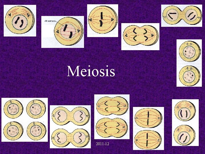 Meiosis 2011 -12 