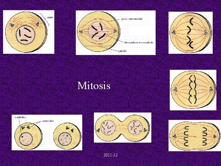 Mitosis 2011 -12 