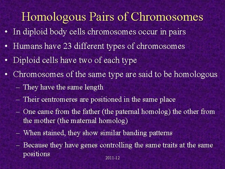 Homologous Pairs of Chromosomes • In diploid body cells chromosomes occur in pairs •