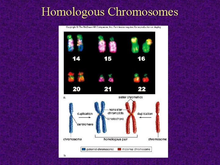 Homologous Chromosomes 2011 -12 