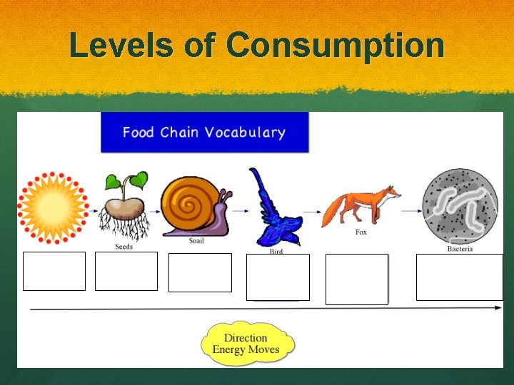 Levels of Consumption 