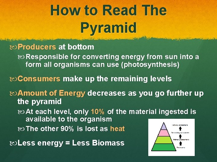 How to Read The Pyramid Producers at bottom Responsible for converting energy from sun