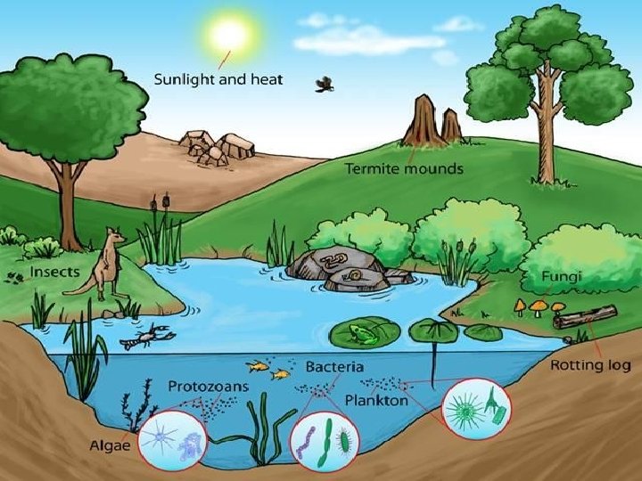 Biotic & Abiotic Factors 