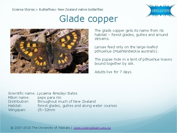 Science Stories > Butterflies> New Zealand native butterflies Glade copper The glade copper gets
