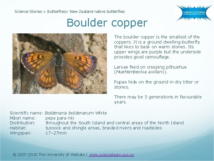 Science Stories > Butterflies> New Zealand native butterflies Boulder copper The boulder copper is