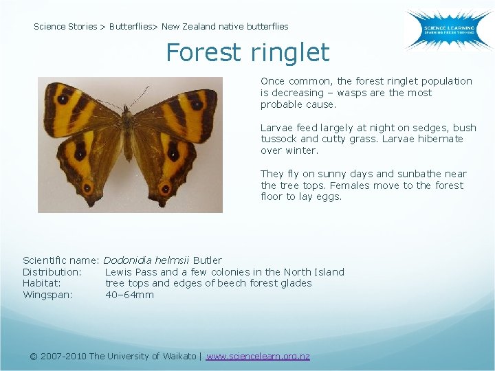 Science Stories > Butterflies> New Zealand native butterflies Forest ringlet Once common, the forest