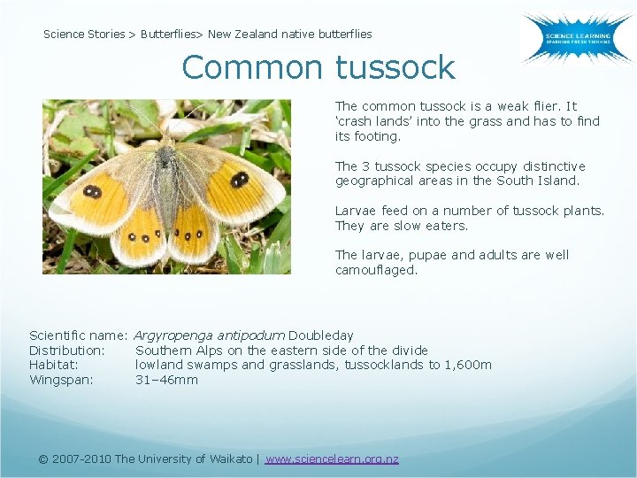 Science Stories > Butterflies> New Zealand native butterflies Common tussock The common tussock is