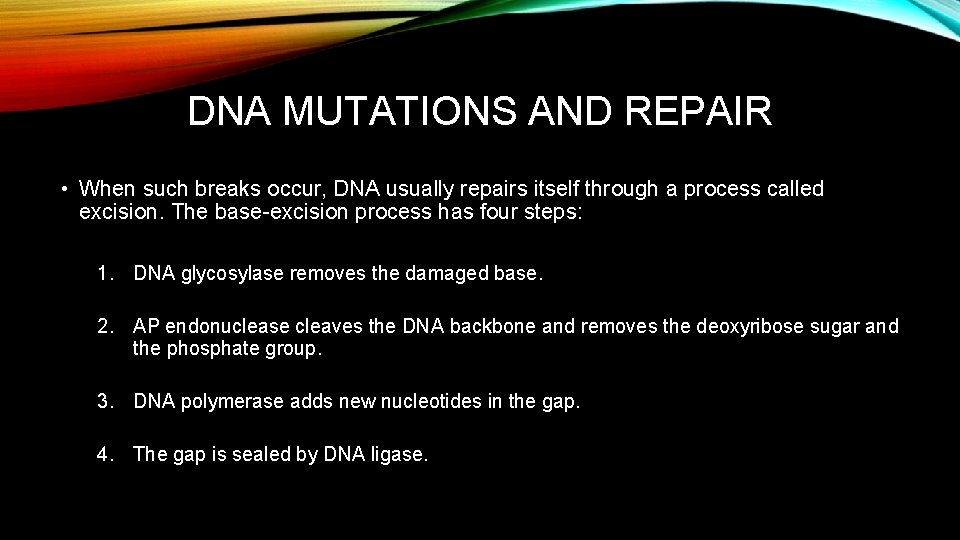 DNA MUTATIONS AND REPAIR • When such breaks occur, DNA usually repairs itself through