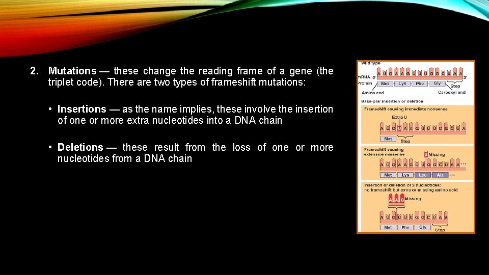 2. Mutations — these change the reading frame of a gene (the triplet code).