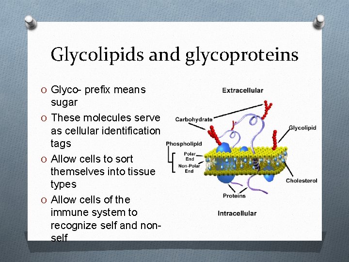 Glycolipids and glycoproteins O Glyco- prefix means sugar O These molecules serve as cellular
